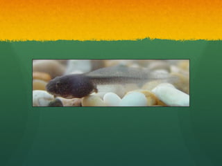 Frog life cycle