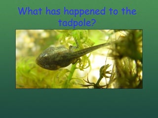 What has happened to the
tadpole?
 