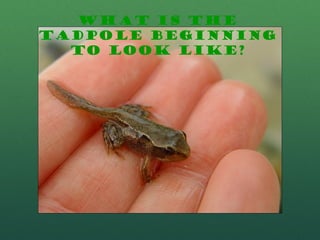 What is the
tadpole beginning
to look like?
 