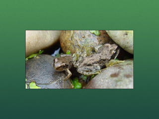 Frog life cycle