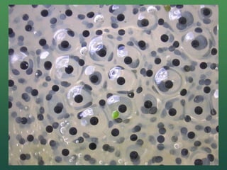 Frog life cycle
