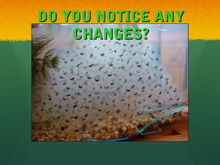 DO YOU NOTICE ANYDO YOU NOTICE ANY
CHANGES?CHANGES?
 