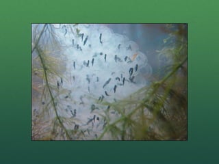 Frog life cycle