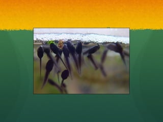 Frog life cycle