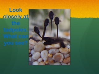 Look
closely at
the
tadpoles.
What can
you see?
 