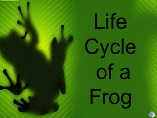 Life
Cycle
of a
Frog
 