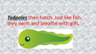 Tadpoles then hatch. Just like fish,
they swim and breathe with gills.
 