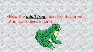 •Now the adult frog looks like its parents.
And it also lives in land.
 