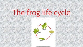 The frog life cycle
 