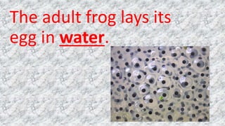 The adult frog lays its
egg in water.
 