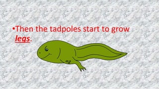 •Then the tadpoles start to grow
legs.
 