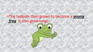 •The tadpole then grows to become a young
frog. It also grow lungs.
 