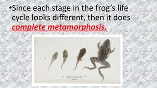 •Since each stage in the frog’s life
cycle looks different, then it does
complete metamorphosis.
 