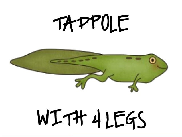 Image Result For Life Cycle Of A Frog Brainpop Image Result For Life Cycle Of A Frog Brainpop