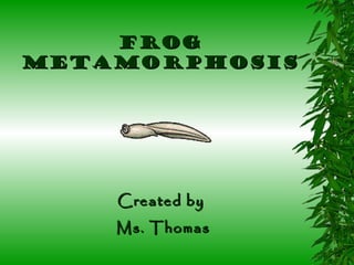 FrogFrog
MetamorphosisMetamorphosis
Created byCreated by
Ms. ThomasMs. Thomas
 