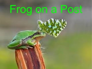 Frog on a Post
 