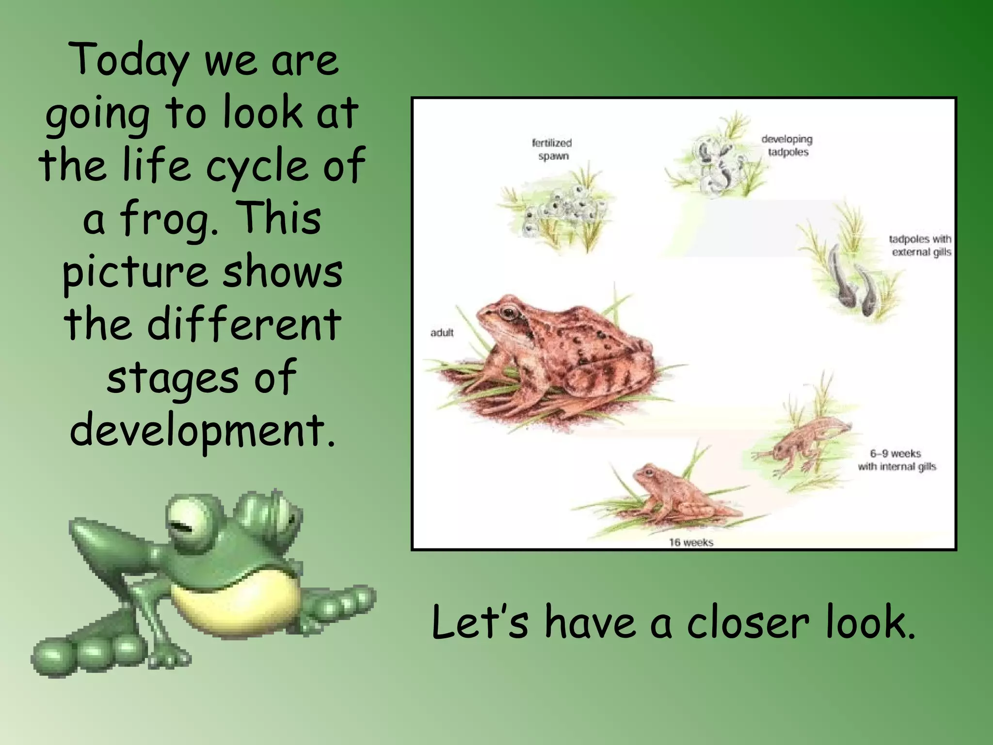 Today we are
going to look at
the life cycle of
a frog. This
picture shows
the different
stages of
development.
Let’s have a closer look.
 