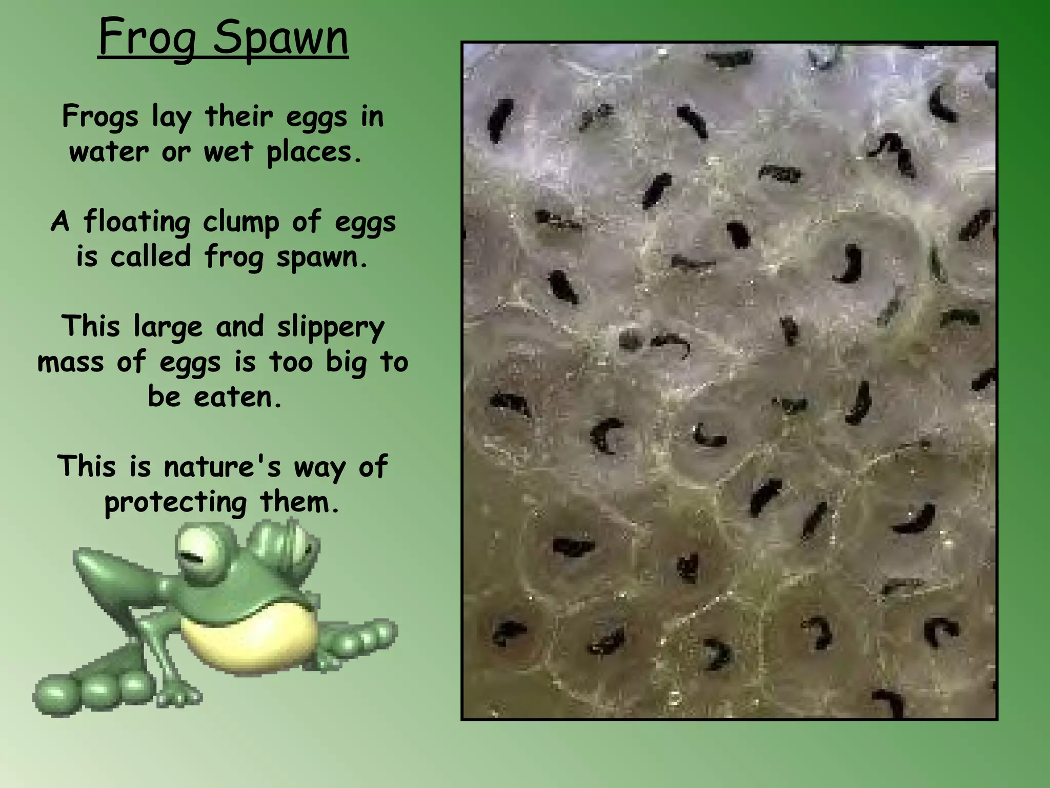 Frog Spawn
Frogs lay their eggs in
water or wet places.
A floating clump of eggs
is called frog spawn.
    
This large and slippery
mass of eggs is too big to
be eaten. 
This is nature's way of
protecting them.
 
