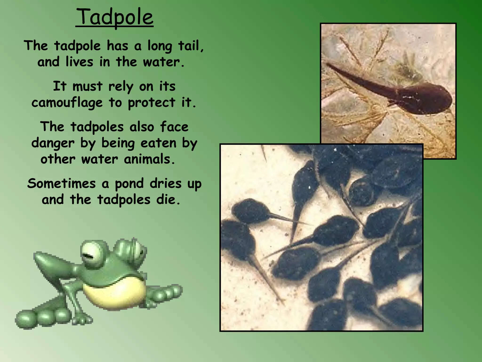 Tadpole
The tadpole has a long tail,
and lives in the water.
It must rely on its
camouflage to protect it.
The tadpoles also face
danger by being eaten by
other water animals. 
Sometimes a pond dries up
and the tadpoles die.
 