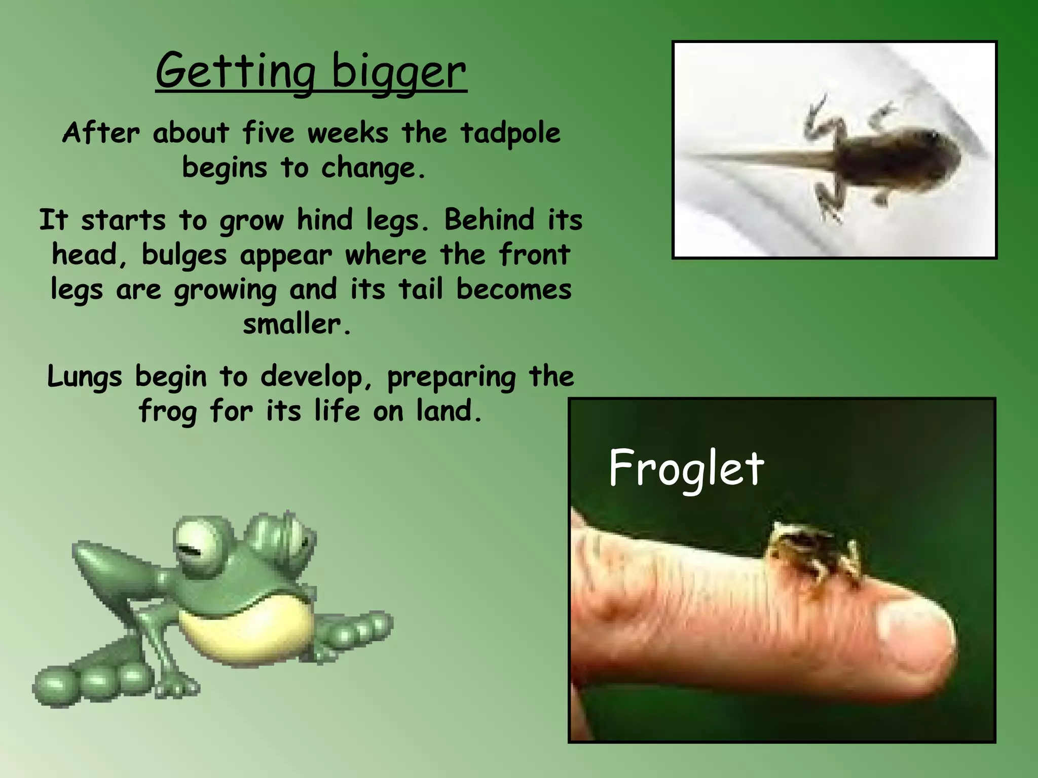 Getting bigger
After about five weeks the tadpole
begins to change.
It starts to grow hind legs. Behind its
head, bulges appear where the front
legs are growing and its tail becomes
smaller. 
Lungs begin to develop, preparing the
frog for its life on land.
   Froglet
 