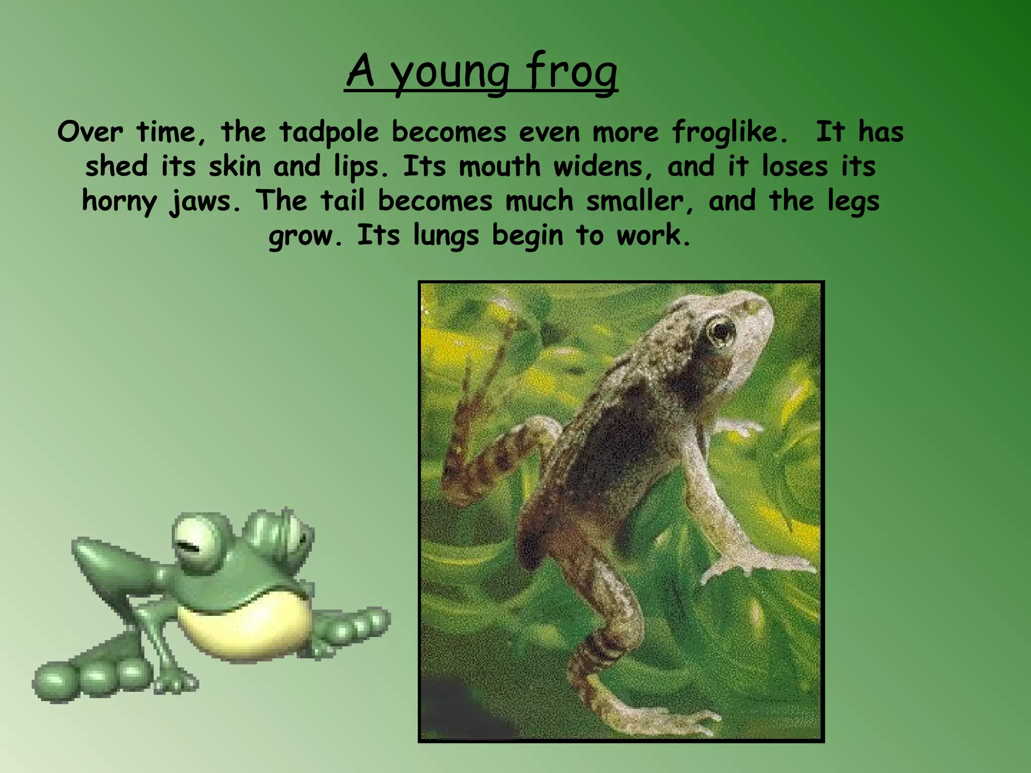 A young frog
Over time, the tadpole becomes even more froglike.  It has
shed its skin and lips. Its mouth widens, and it loses its
horny jaws. The tail becomes much smaller, and the legs
grow. Its lungs begin to work.
 