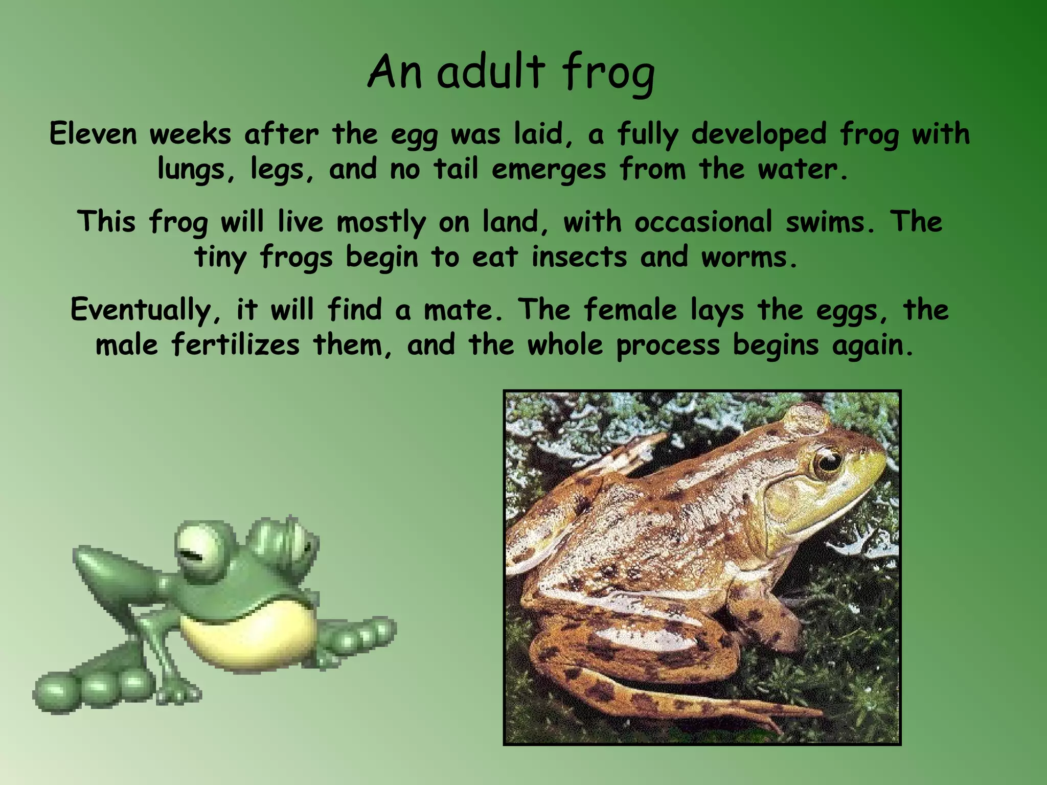 An adult frog
Eleven weeks after the egg was laid, a fully developed frog with
lungs, legs, and no tail emerges from the water.
This frog will live mostly on land, with occasional swims. The
tiny frogs begin to eat insects and worms. 
Eventually, it will find a mate. The female lays the eggs, the
male fertilizes them, and the whole process begins again.
 