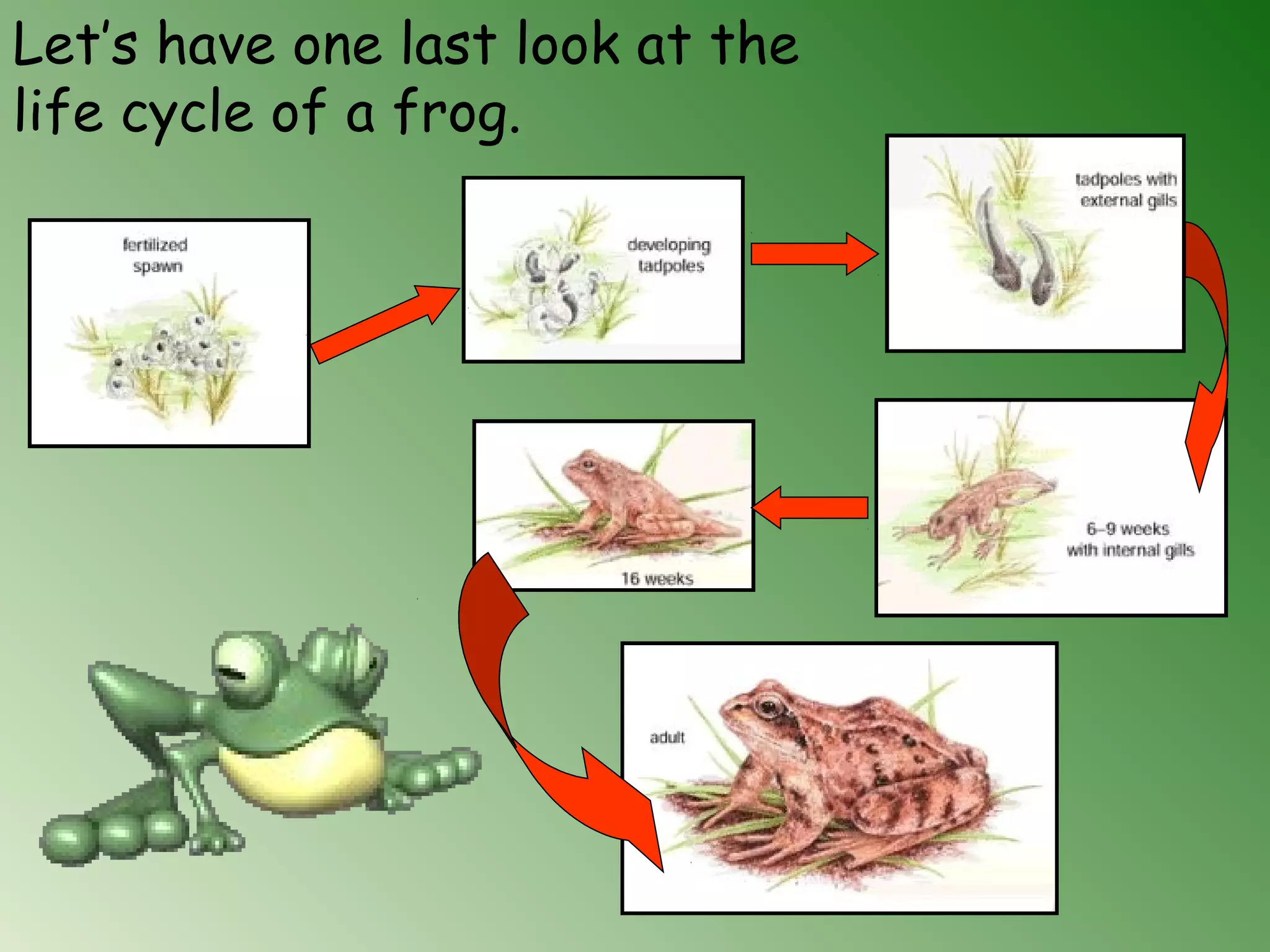 Let’s have one last look at the
life cycle of a frog.
 