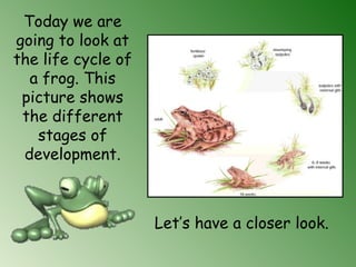 Today we are
going to look at
the life cycle of
a frog. This
picture shows
the different
stages of
development.
Let’s have a closer look.
 