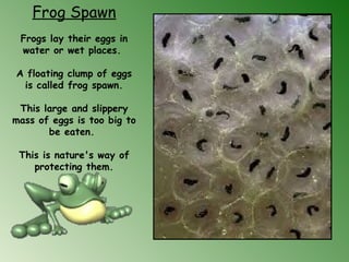 Frog Spawn
Frogs lay their eggs in
water or wet places.
A floating clump of eggs
is called frog spawn.
    
This large and slippery
mass of eggs is too big to
be eaten. 
This is nature's way of
protecting them.
 