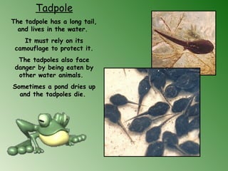 Tadpole
The tadpole has a long tail,
and lives in the water.
It must rely on its
camouflage to protect it.
The tadpoles also face
danger by being eaten by
other water animals. 
Sometimes a pond dries up
and the tadpoles die.
 