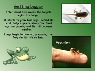 Getting bigger
After about five weeks the tadpole
begins to change.
It starts to grow hind legs. Behind its
head, bulges appear where the front
legs are growing and its tail becomes
smaller. 
Lungs begin to develop, preparing the
frog for its life on land.
   Froglet
 