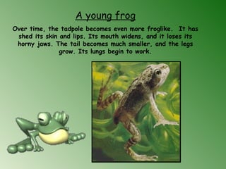 A young frog
Over time, the tadpole becomes even more froglike.  It has
shed its skin and lips. Its mouth widens, and it loses its
horny jaws. The tail becomes much smaller, and the legs
grow. Its lungs begin to work.
 