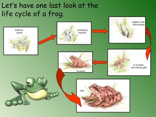 Let’s have one last look at the
life cycle of a frog.
 