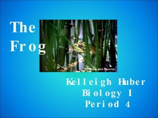 Kelleigh Huber  Biology I Period 4 The Frog 