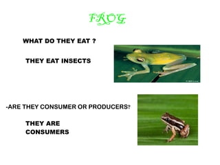 FROG
    WHAT DO THEY EAT ?


     THEY EAT INSECTS




-ARE THEY CONSUMER OR PRODUCERS?

     THEY ARE
     CONSUMERS
 