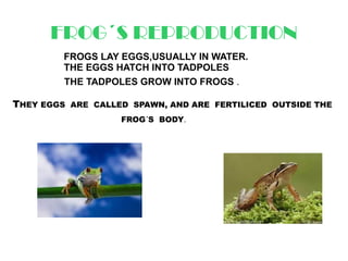 FROG´S REPRODUCTION
         FROGS LAY EGGS,USUALLY IN WATER.
         THE EGGS HATCH INTO TADPOLES
         THE TADPOLES ...