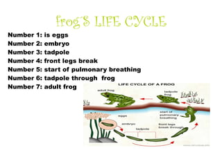 frog´S LIFE CYCLE
Number   1:   is eggs
Number   2:   embryo
Number   3:   tadpole
Number   4:   front legs break
Number  ...