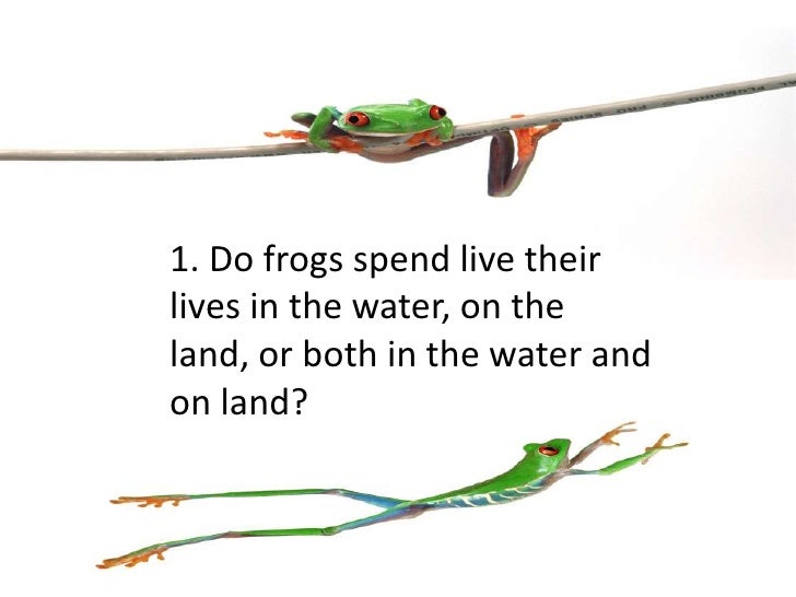 Frog quiz