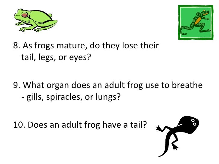 Frog quiz