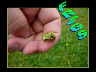 FROGS 