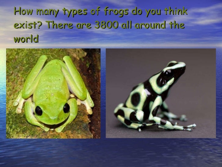 How many types of frogs are there in the world?