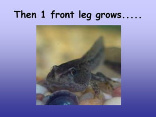 Then 1 front leg grows.....

 
