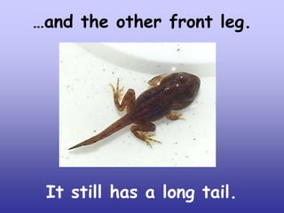 …and the other front leg.

It still has a long tail.

 