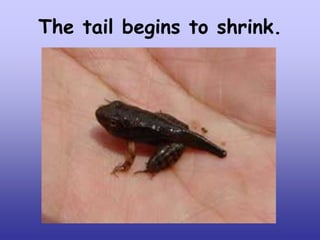 The tail begins to shrink.

 