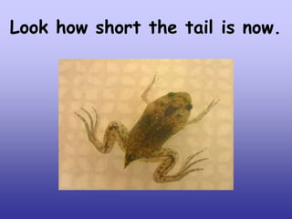 Look how short the tail is now.

 