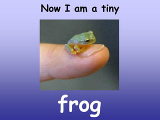 Now I am a tiny

frog

 