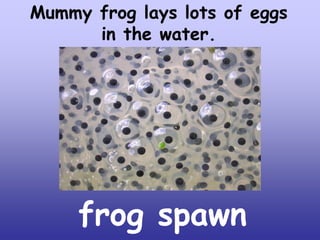Mummy frog lays lots of eggs
in the water.

frog spawn

 