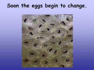 Soon the eggs begin to change.

 