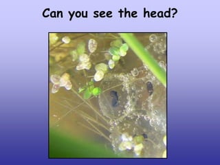 Can you see the head?

 