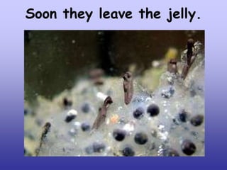 Soon they leave the jelly.

 